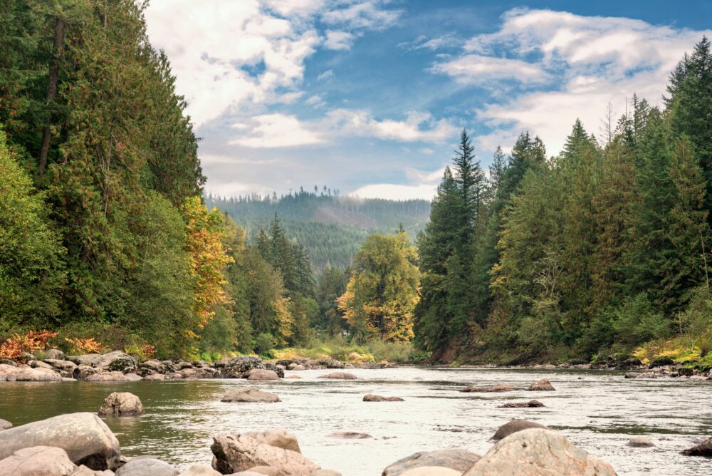 El Viaje del Salmón