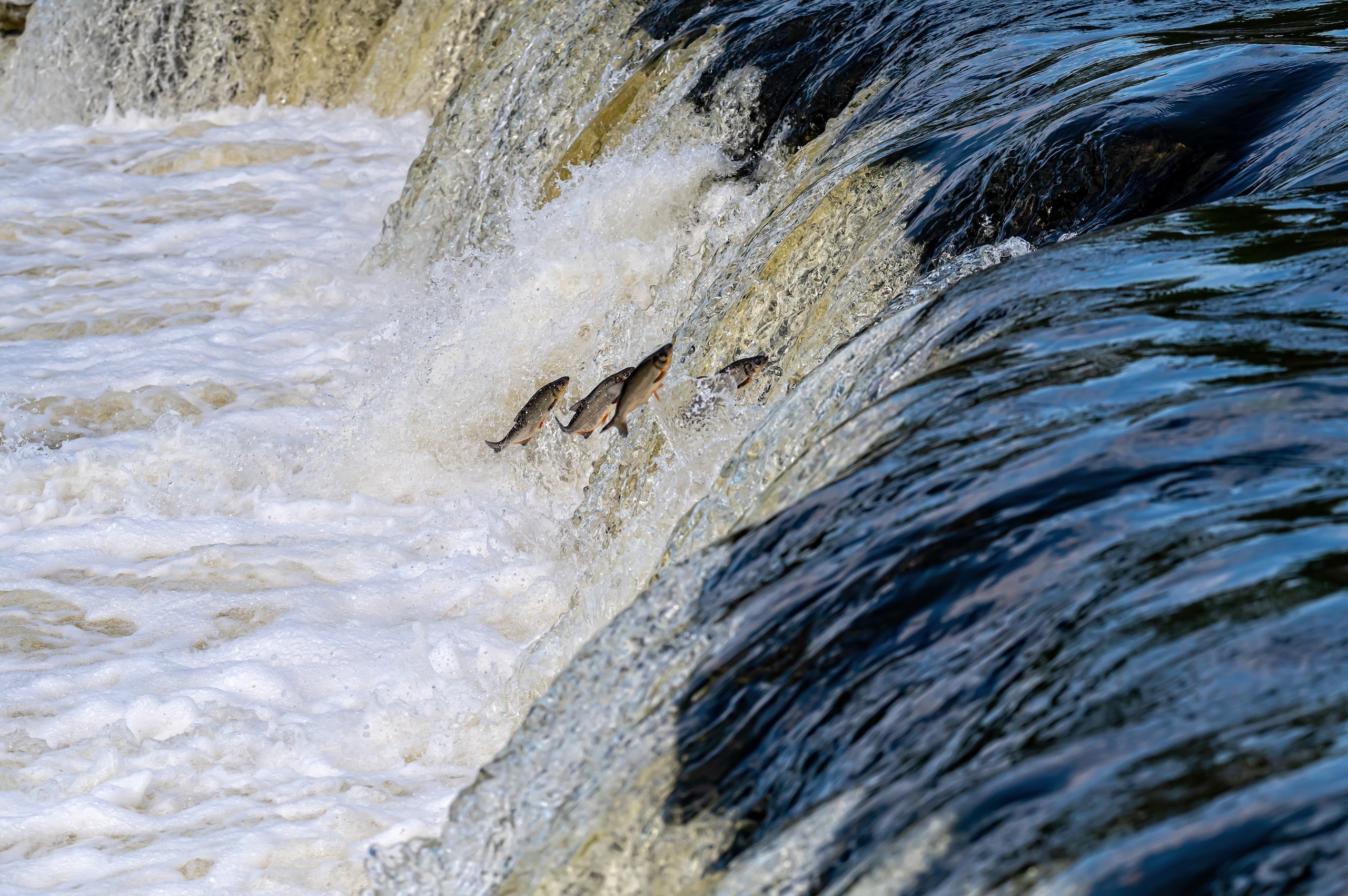 Salvando salmones reales mientras hacemos lo que amamos