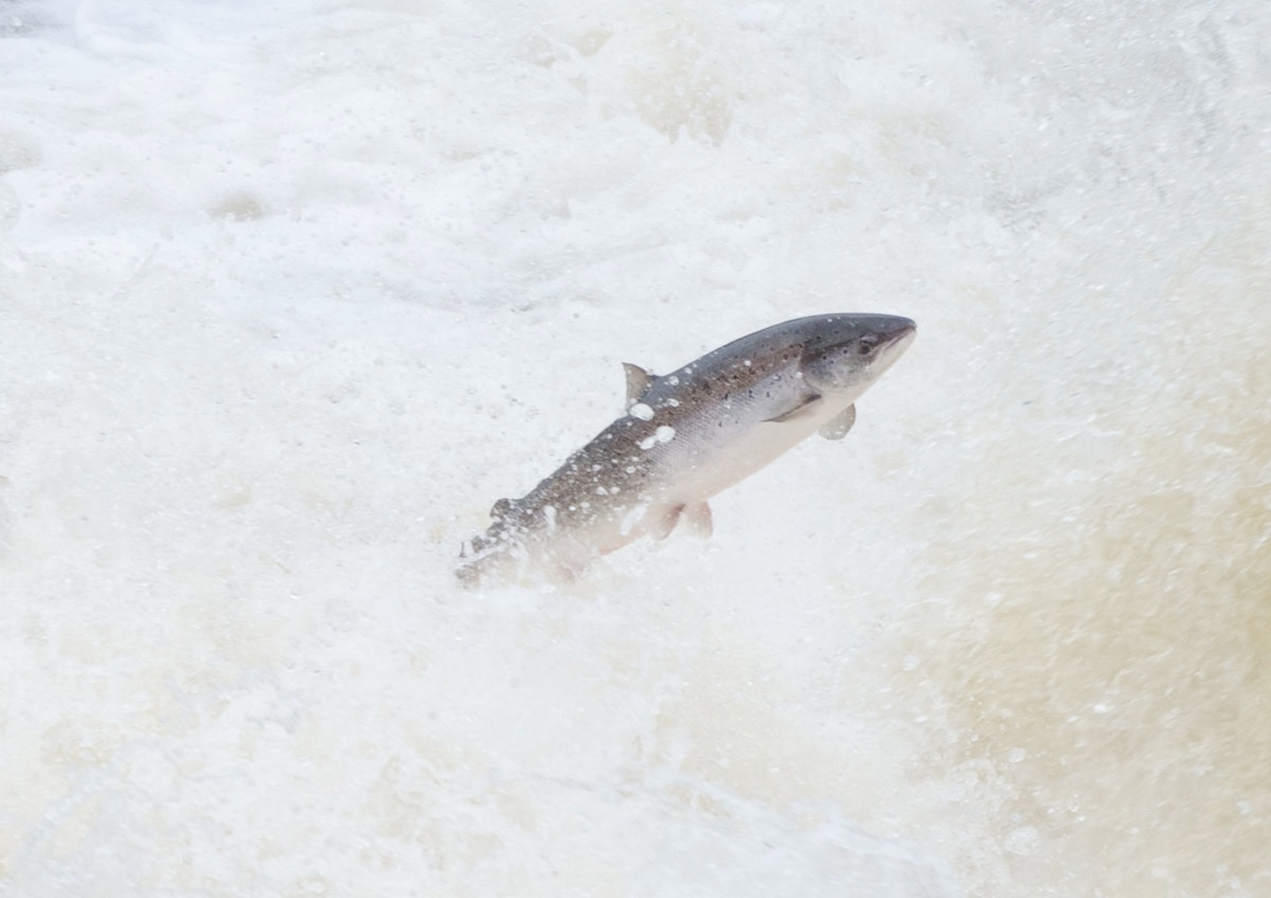 Every Project, a Victory for Wild Salmon Every Project, a Victory for Wild Salmon