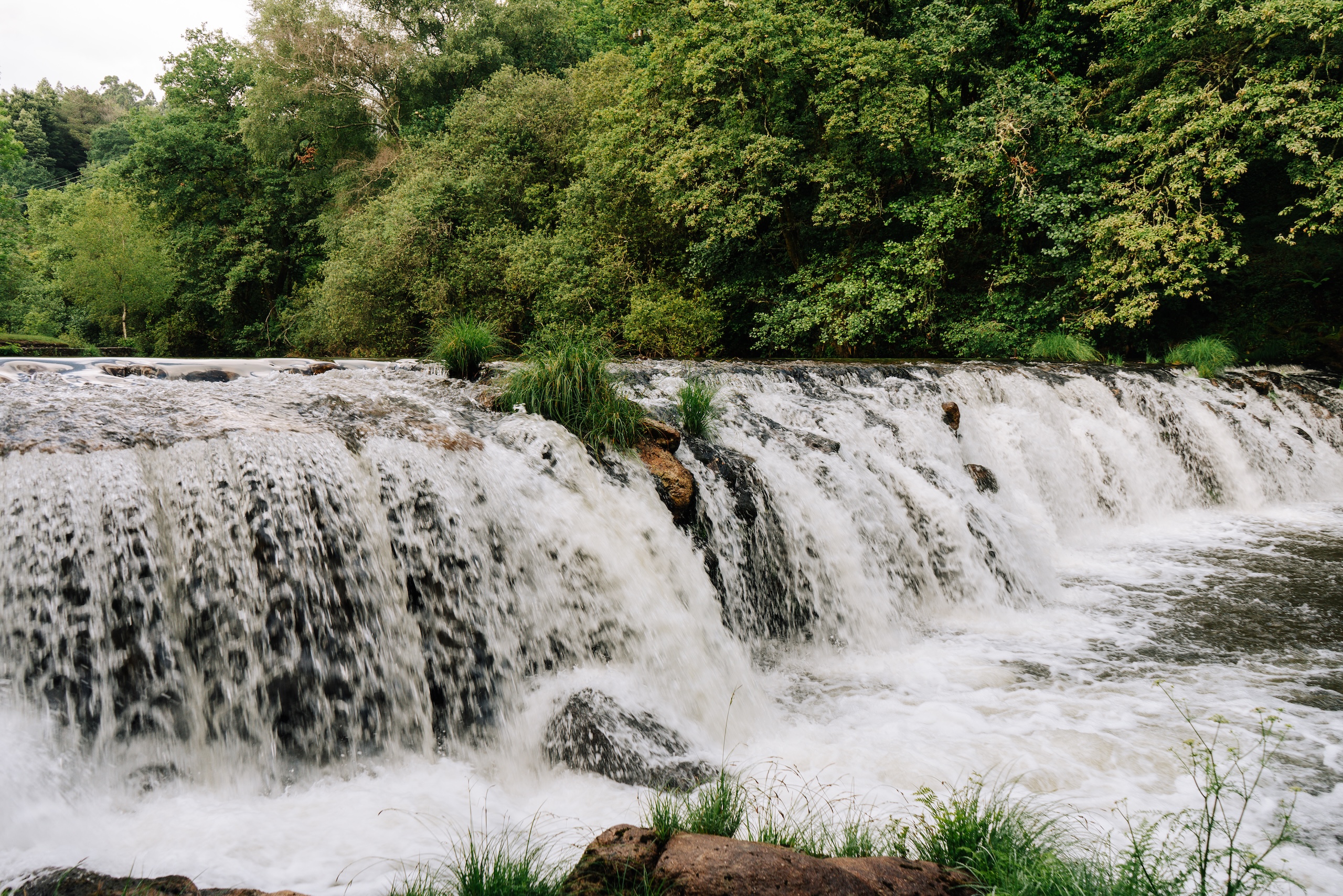 ¿Por qué el SEO es como el viaje del salmón? Aquí te lo contamos ¿Por qué el SEO es como el viaje del salmón? Aquí te lo contamos